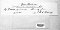 Uromyces acuminatus image